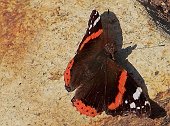 Vanessa atalanta